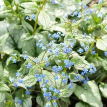Brunnera macrophylla Silver Heart CS15 