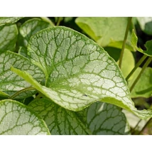 Brunnera macrophylla Silver Heart CS15 