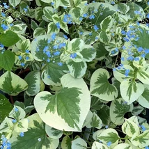 Florile gingașe ale plantei perene Brunnera, cunoscută și ca floare de nu-mă-uita-caucasian. 