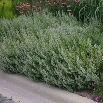 Florile plantei perene Calamintha nepeta Blue Cloud crează un nor floral deasupra frunzișului. 
