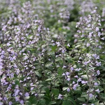 Florile plantei perene Calamintha nepeta Blue Cloud crează un nor floral deasupra frunzișului. 