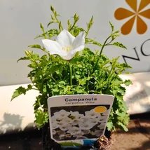 Clopoțelul carpatin decorează cu flori albe, în formă de clopoțel. 
