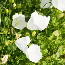 Florile gingașe ale clopoțelului alb Campanula persicifolia Takion White. 
