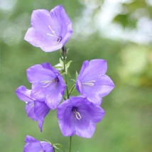 Florile violet-albăstrui ale clopoțelului albastru Coerulea.