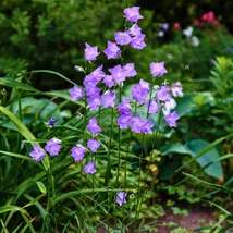 Florile violet-albăstrui ale clopoțelului albastru Coerulea.