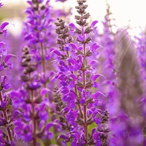 Florile salviei ornamentale Caradonna decorează grădina pentru mult timp. 