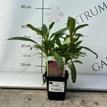 Centranthus crează o pată de culoare minunată în grădină. 