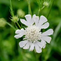 Cephalaria gigantea - Cephalaria uriașă