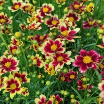 Coreopsis Little Bang Red Elf oferă o priveliște spectaculoasă când este plantată în grupuri. 