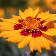 Floarea de Coreopsis lil Daybreak decorează cu o culoare portocalie. 
