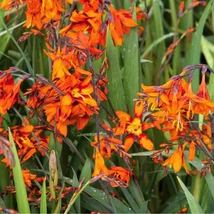 Florile portocalii ale Crocosmiei Emily Mckenzie.