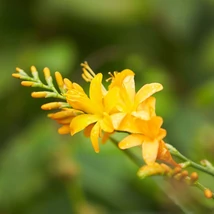 Florile Croscosmiei.