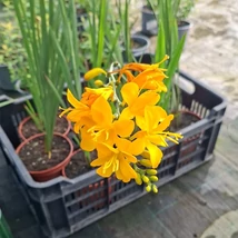 Florile Croscosmiei.
