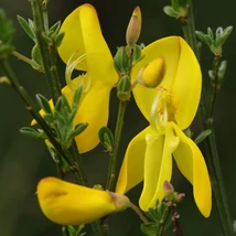 Florile plantei Cytusis înfloresc abundent la sfârșitul lăstarilor. 