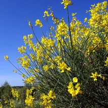 Florile plantei Cytusis înfloresc abundent la sfârșitul lăstarilor. 
