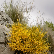 Flori galbene de Cytisus procumbens.