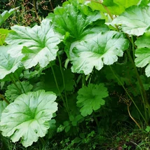 Darmera peltata K2 - Umbreluță