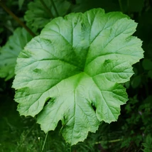 Darmera peltata K2 - Umbreluță