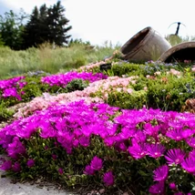 Floarea și frunzele suculente ale florii de cristal.