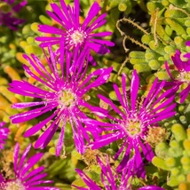 Delosperma spalmanthoides Aurea – floare de cristal cu frunziș galben-auriu.