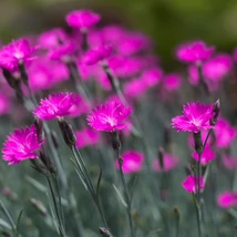 Înflorirea spectaculoasă a garofiței cu flori roz. 