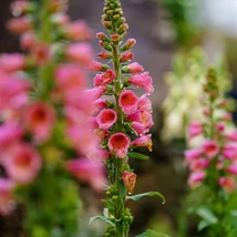 Digitalis Arctic Fox Rose în plină splendoare, în perioada de înflorire.