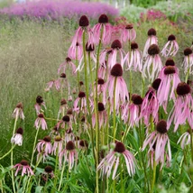 Echinacea pallida arată minunat plantat împreunî cu ierburi ornamentale. 