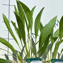 Echinacea pallida arată minunat plantat împreunî cu ierburi ornamentale. 
