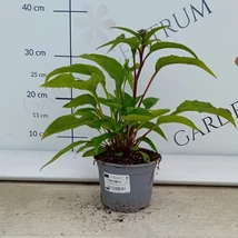 Inflorescența caracteristică echinaceei