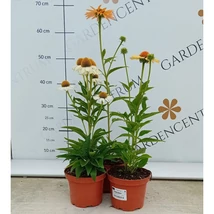 Florile echinaceei. 