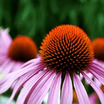 Inflorescența caracteristică echinaceei