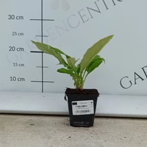 Echinops îți decorează grădina cu florile sale globulare și jucăușe.
