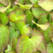 Floarea delicată și elegantă a plantei perene Epimedium rubrum, alături de frunzișul său verde.