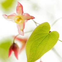 Floarea delicată și elegantă a plantei perene Epimedium rubrum, alături de frunzișul său verde.