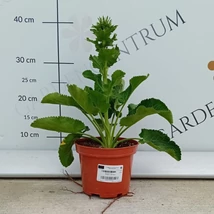 Florile albastre ale scaiului vânăt. 