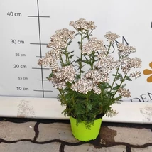 Florile albe ale plantei Achillea millefolium.