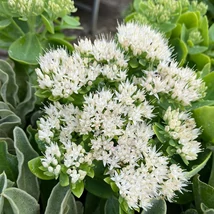 Aspectul plantei Sedum spectabile cu flori albe în luna octombrie, în pepiniera noastră.