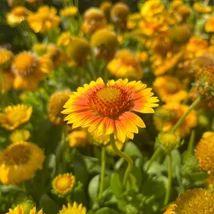 Inflorescența plantei Gaillardia aristata.