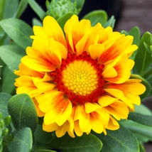 Inflorescența plantei Gaillardia aristata.