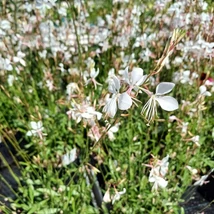 Gaura lindheimeri cu flori albe. 