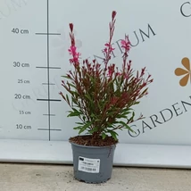 Inflorescența plantei perene  Gaura lindheimeri.