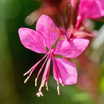 Inflorescența plantei perene  Gaura lindheimeri.