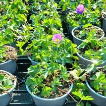 Geranium Azure Rush - Ciocul berzei