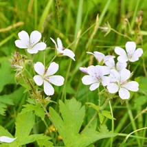 Florile albe și frunzele verzi ale plantei perene Geranium maculatum Album.
