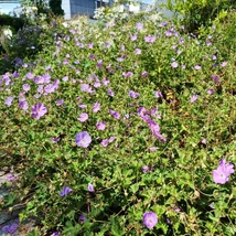 Geranium sanguineum în timpul înfloririi. 
