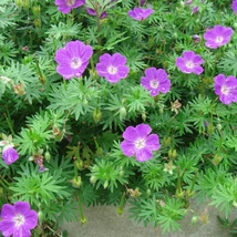 Geranium sanguineum în timpul înfloririi. 