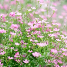 Flori roz de Gypsophila repens Filou Rose