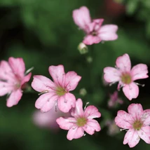 Flori roz de Gypsophila repens Filou Rose