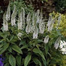 Lysimachia clethroides cu flori albe. 