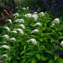 Lysimachia clethroides cu flori albe. 